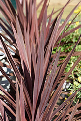Cordyline-Red Star Qt
