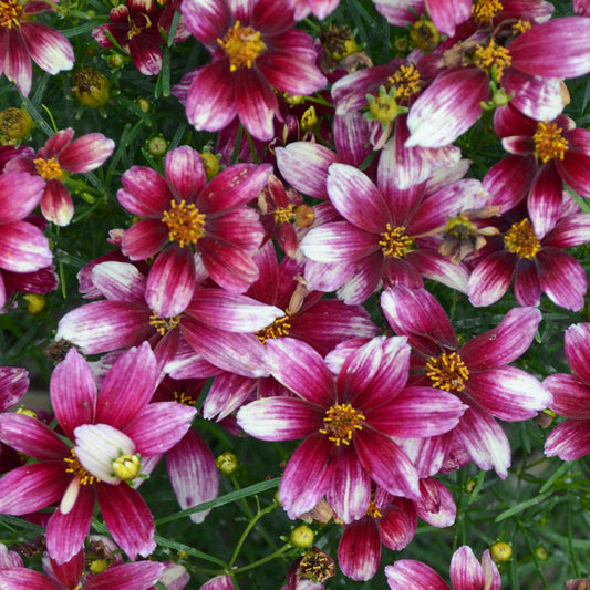 Coreopsis-Zesty Zinger 1C