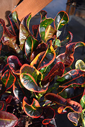 Croton-Mammy 10"