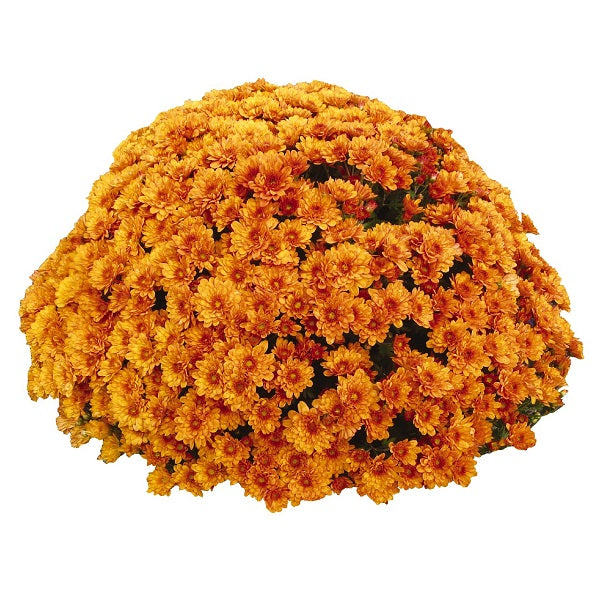 Mum- Crush Orange E 3C