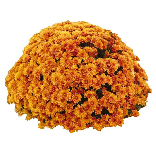 Mum- Crush Orange E 3C