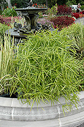 Cyperus-Umbrella Plant 1C