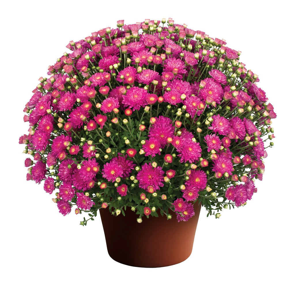 Mum- Debbie Hot Pink Pink E 6"