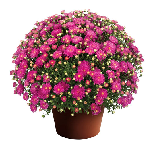 Mum- Debbie Hot Pink Pink E 6"