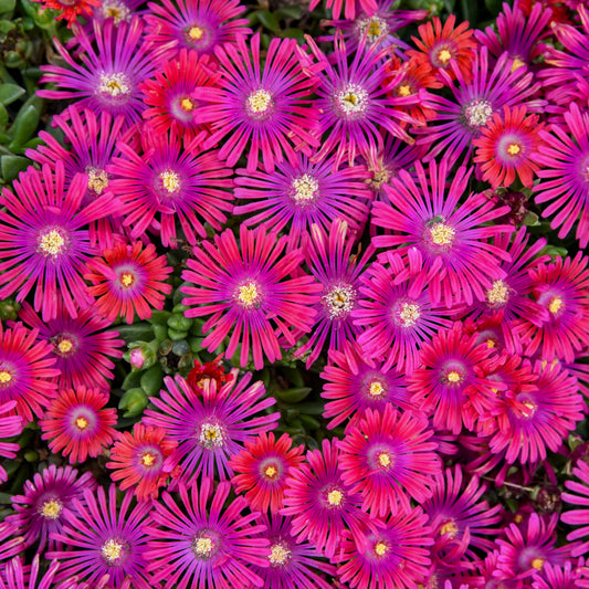 Delosperma-Granita Raspberry 1C