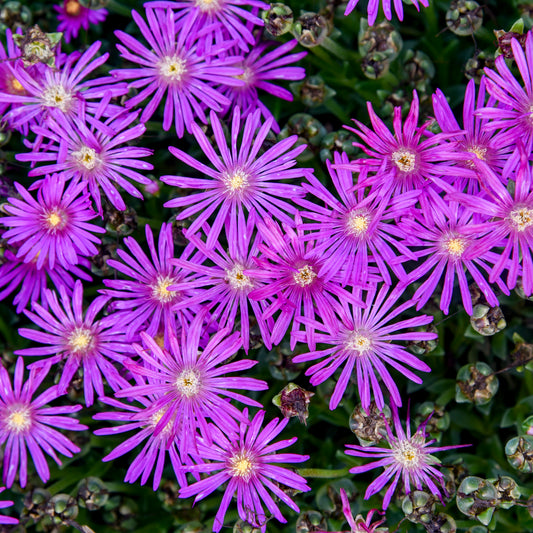 Delosperma-Electric Slide 1C