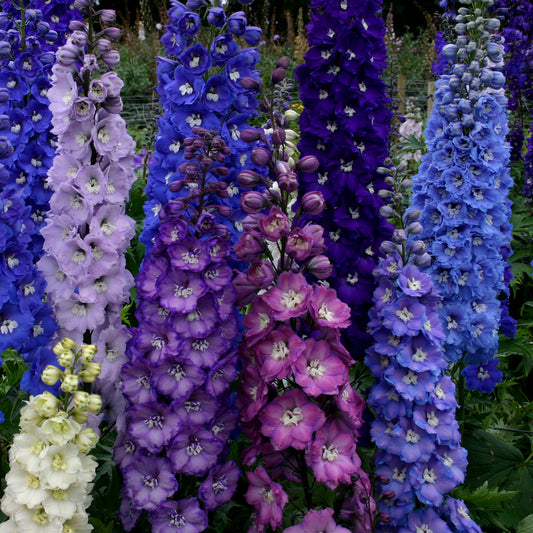 Delphinium-New Zealand Stars 1C