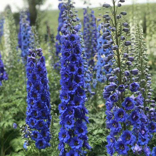 Delphinium-Blue Buccaneers 1C