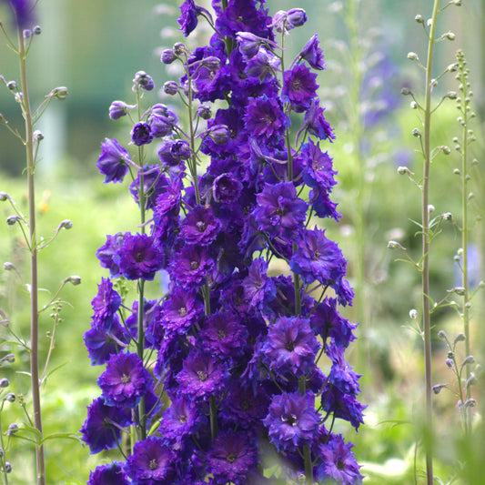 Delphinium-Pagan Purples 1C