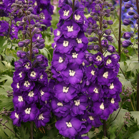 Delphinium-Purple Passion 1C