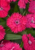 Dianthus-Ideal Select Rose 4 Pack