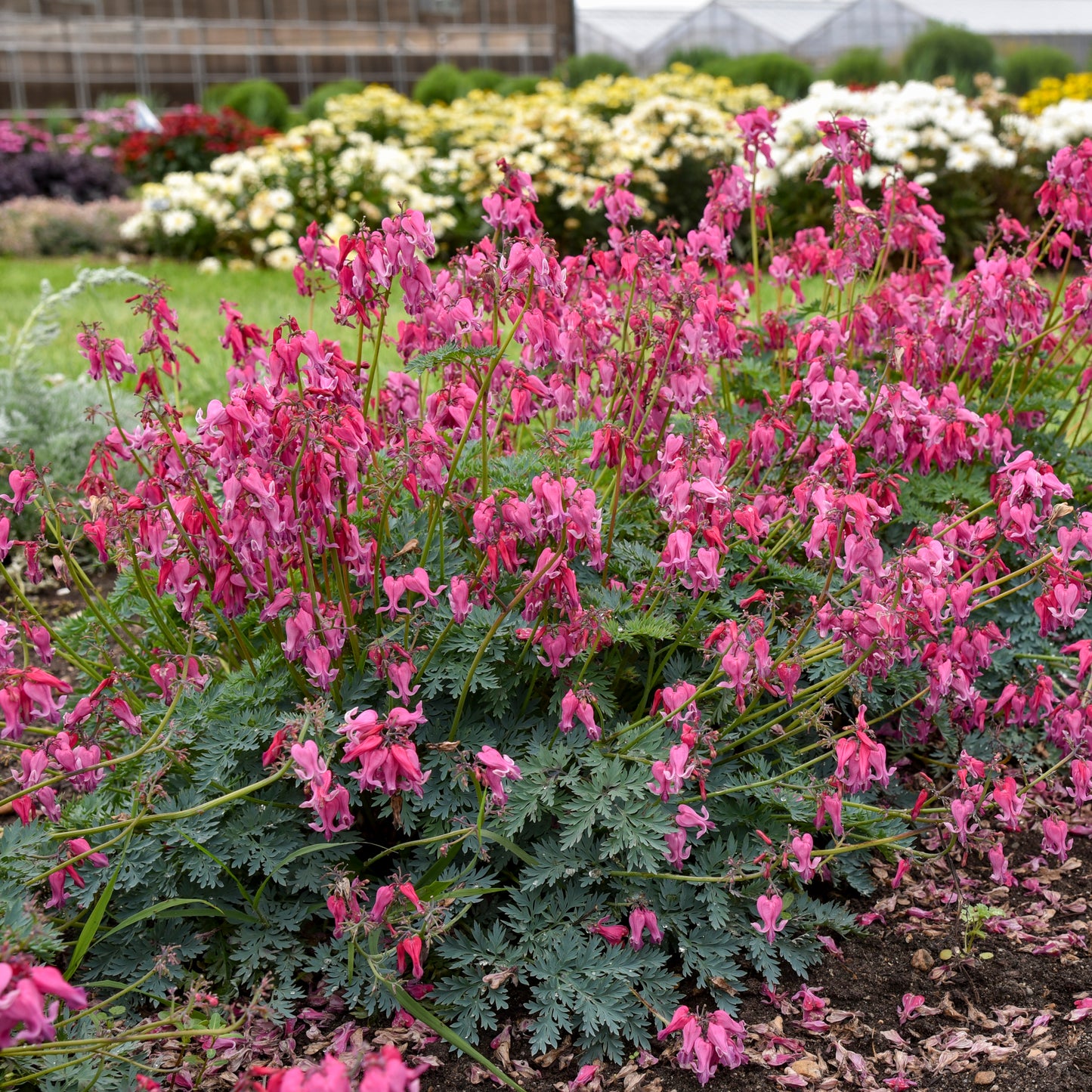Dicentra-Passion Hearts 1C