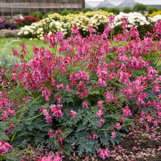 Dicentra-Passion Hearts 1C