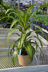 Dracaena-Hawaiian Sunshine 8"