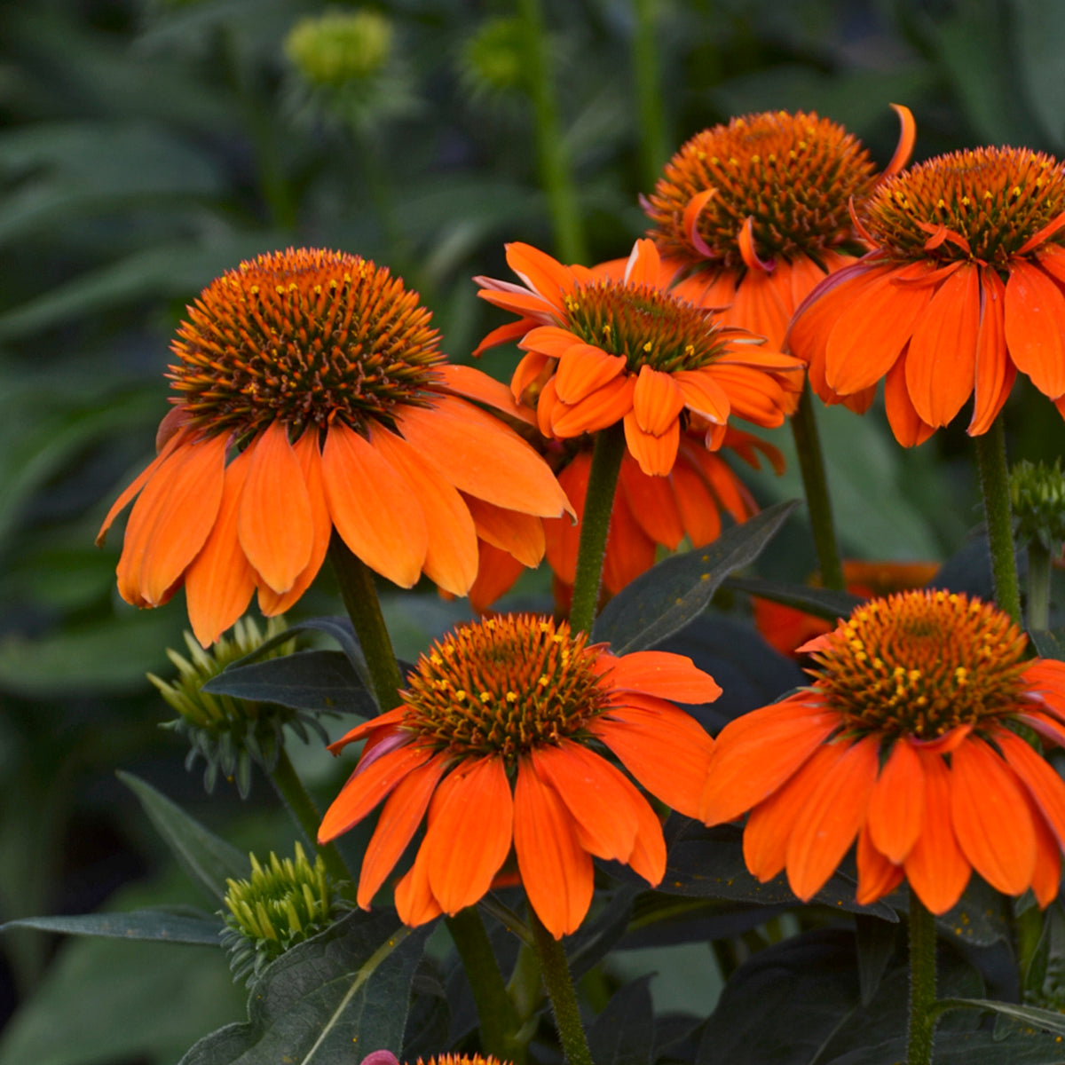 Echinacea-Adobe Orange 1C