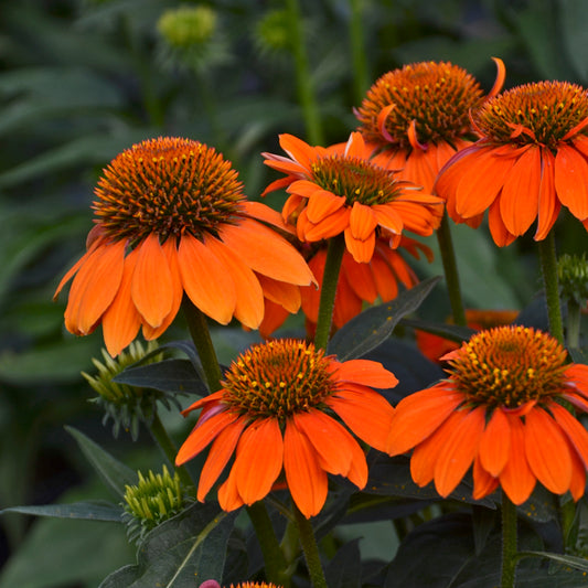 Echinacea-Adobe Orange 1C