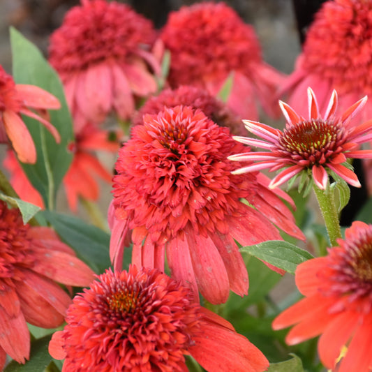 Echinacea-Jamberry 1C