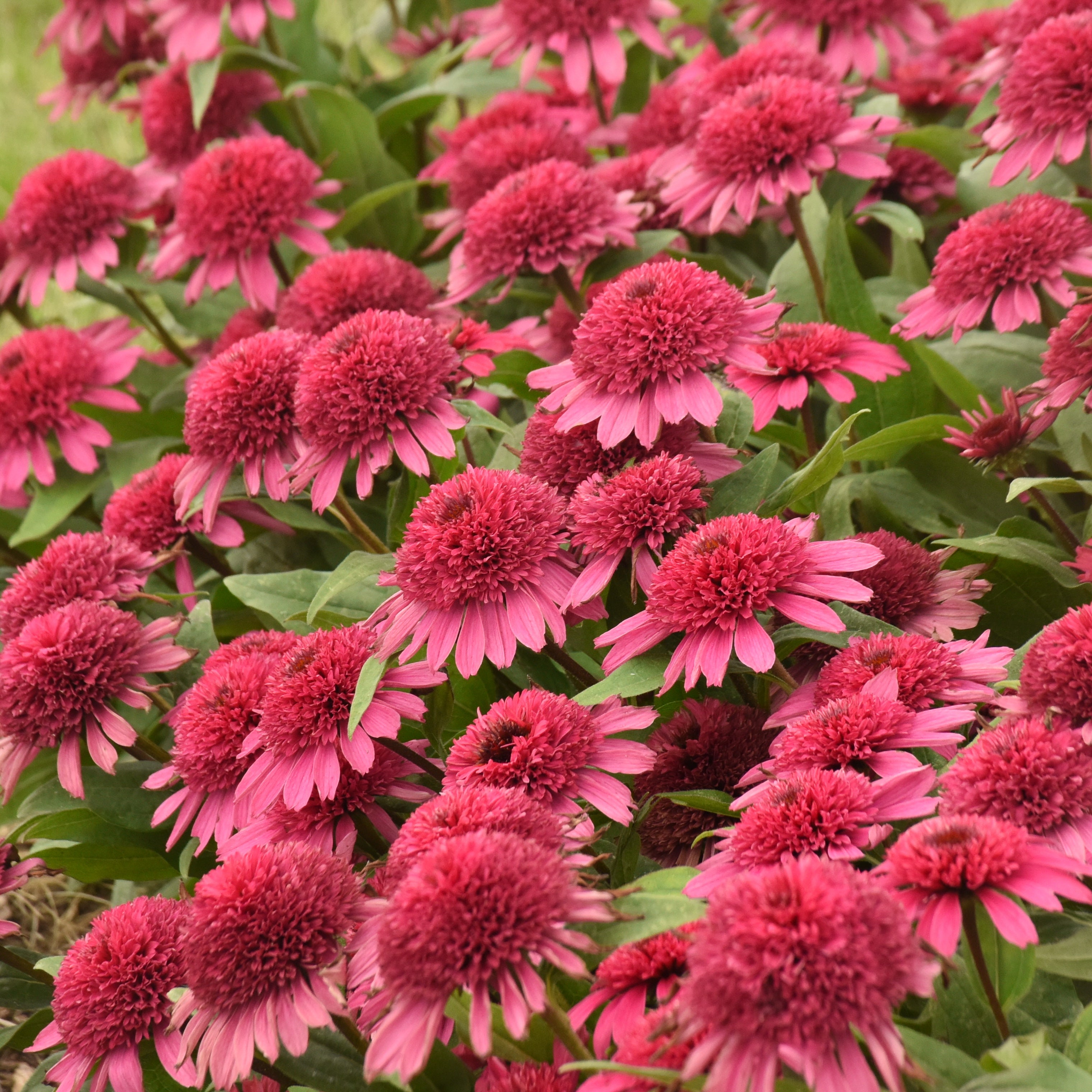 Echinacea-Raspberry Beret 1C – Country Arbors Nursery