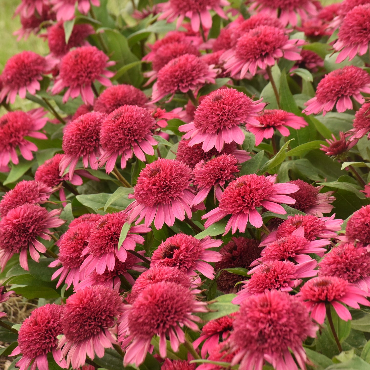 Echinacea-Raspberry Beret 1C