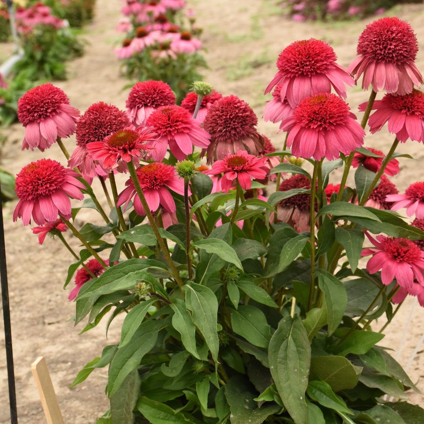 Echinacea-Watermelon Sugar 1C