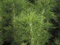 Eupatorium-Elegant Feather 6.5"
