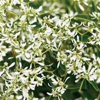 Euphorbia-Diamond Frost 4.3"