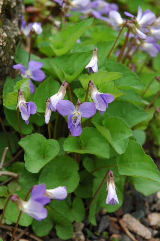 Viola-Sororia 1C