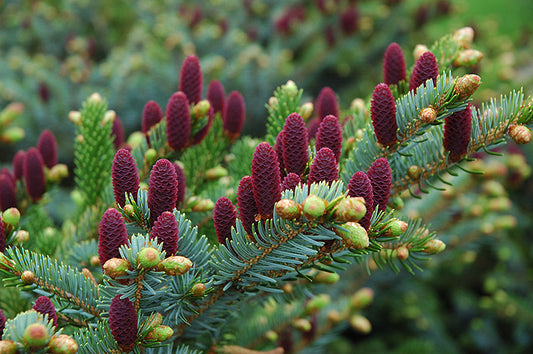 Spruce-Acrocona 3C