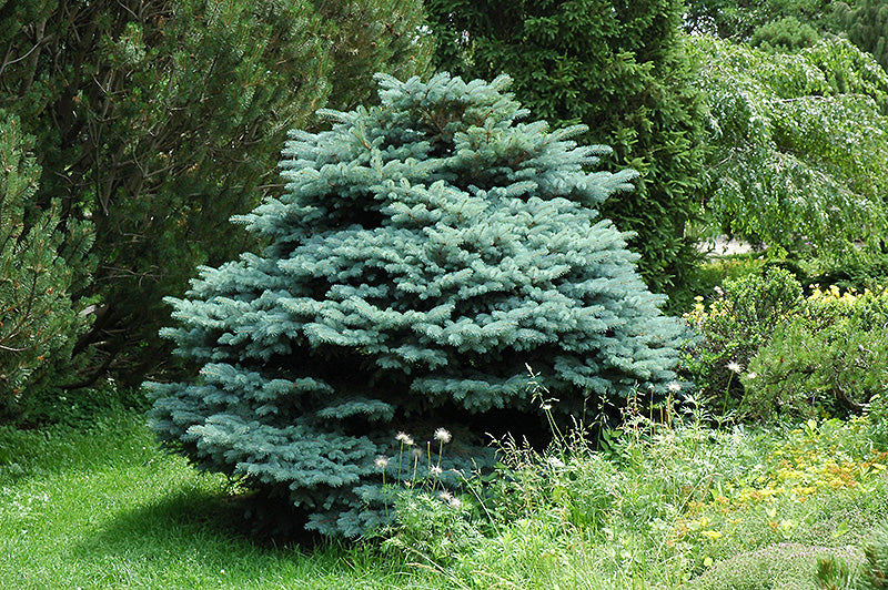 Spruce-Globe Blue 5C
