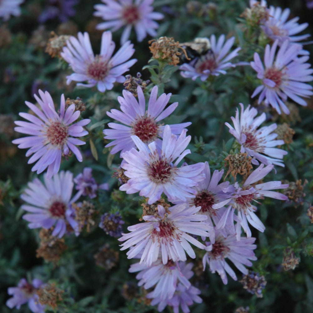 Aster-Wood's Blue 1C
