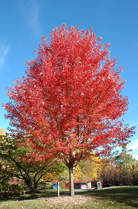 Maple-Autumn Blaze 15C