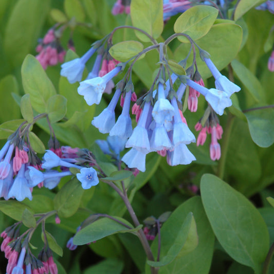 Bluebell-Virginia 1C