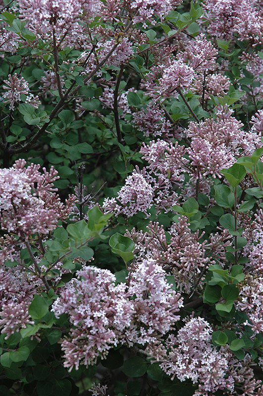 Lilac-Dwarf Korean 3C