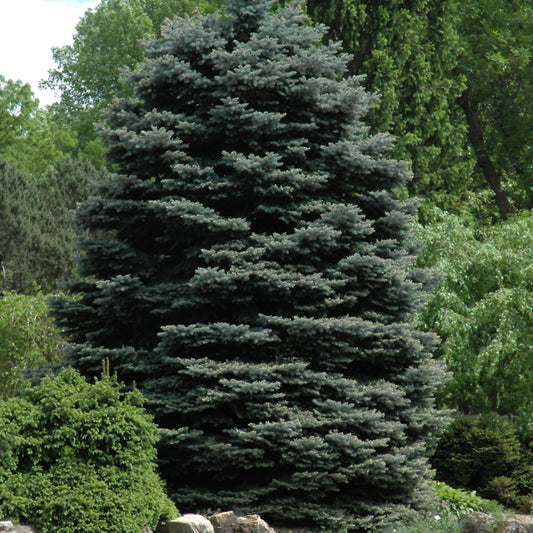 Spruce-Fat Albert 4-5'B