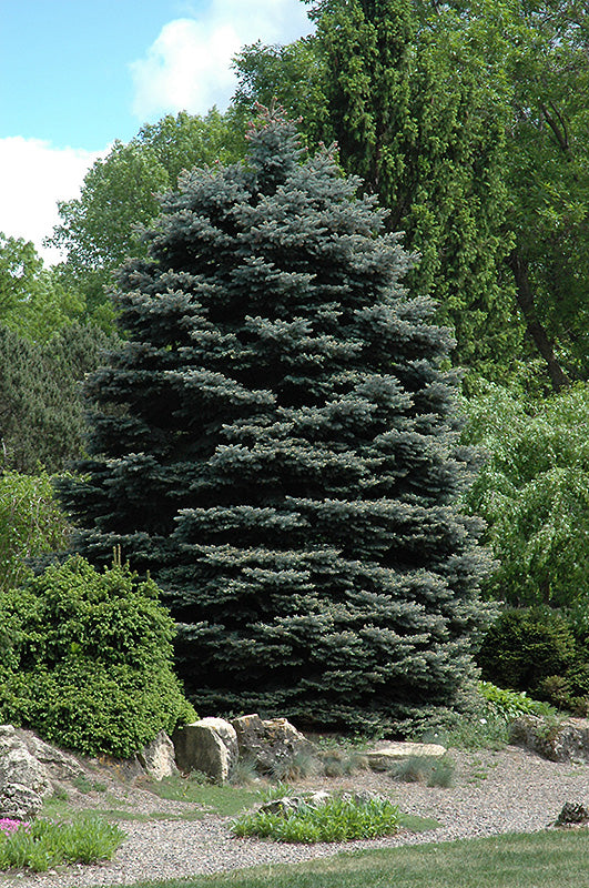 Spruce-Fat Albert 4-5'B