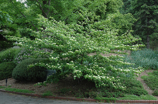 Dogwood-Pagoda 7C