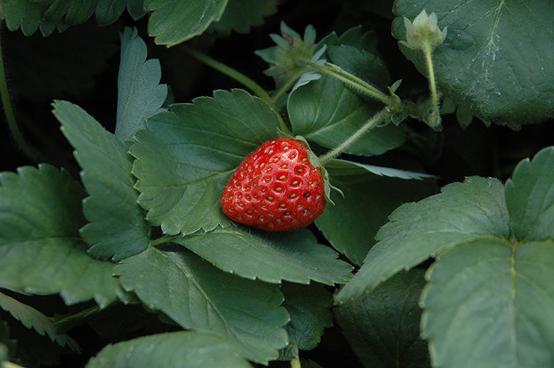 Strawberry-Fort Laramie 3.5"C