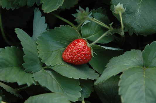 Strawberry-Fort Laramie 3.5"C