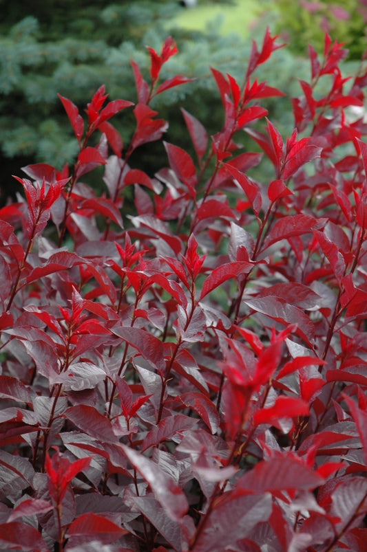 Plum-Cistena 5C