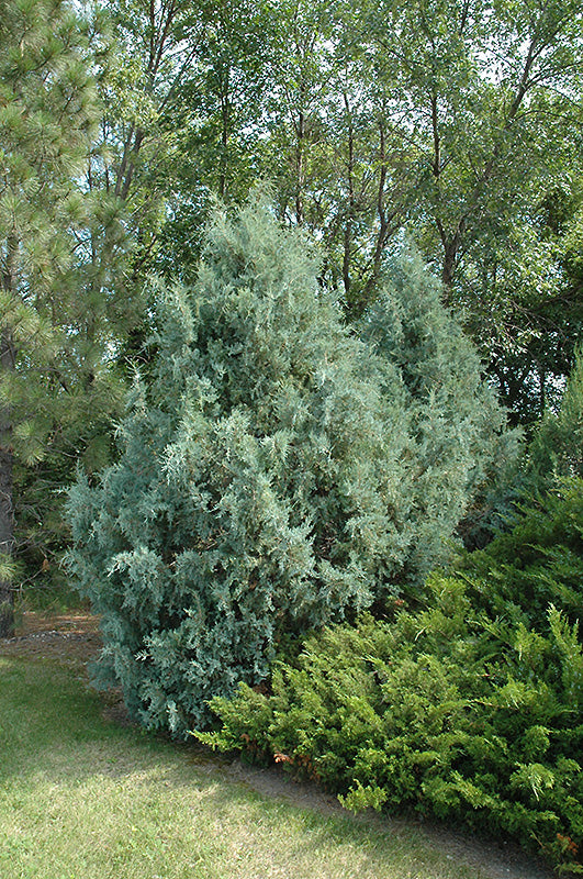 Juniper-Wichita Blue 10C