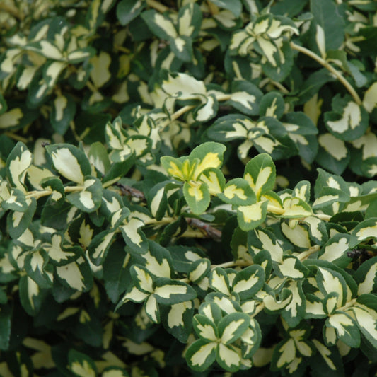 Euonymus-Moonshadow 3C
