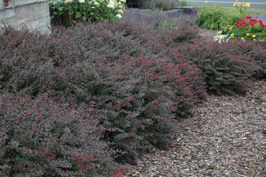 Barberry-Crimson Pygmy 3C