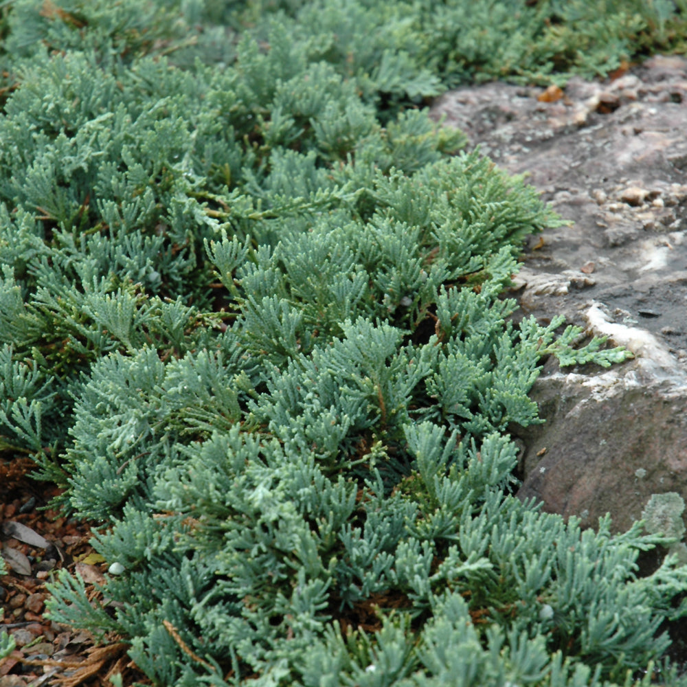 Juniper Rug Knockout Roses Juniper-Blue Rug 3C – Country Arbors Nursery