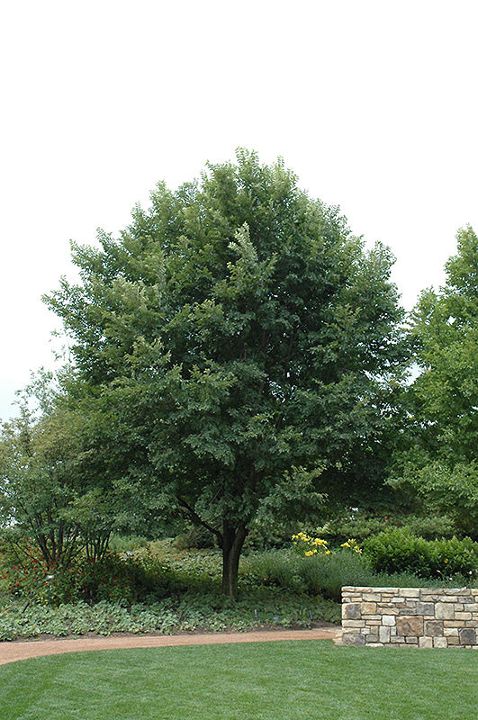 Elm-New Horizon 2.0"B