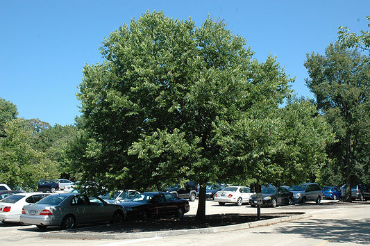 Hackberry-Chicagoland 2"B