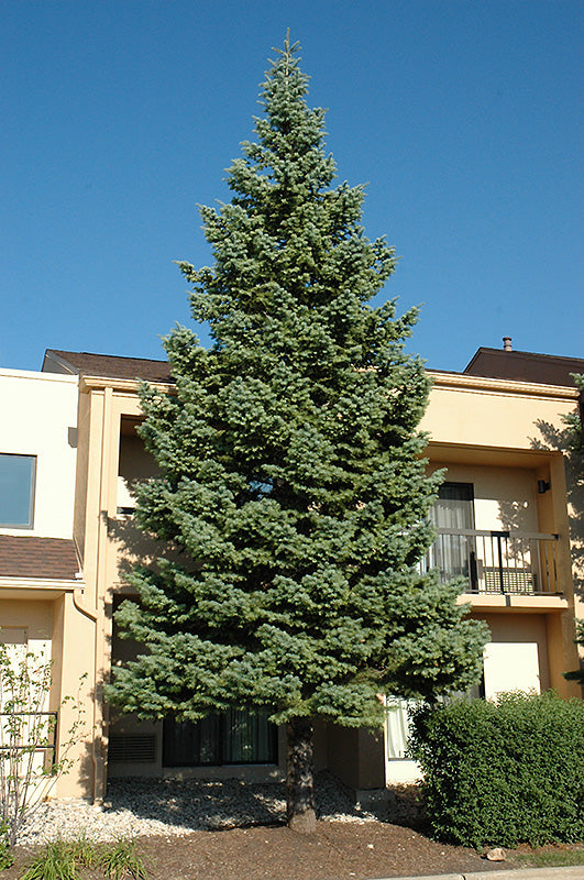 Fir-Concolor 5-6'B