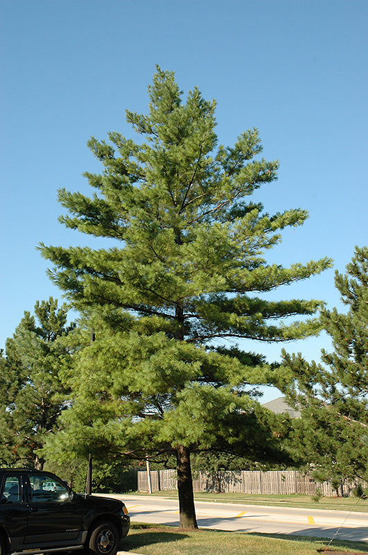 Pine-White 6'B