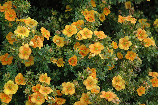 Potentilla-Mango Tango 2C
