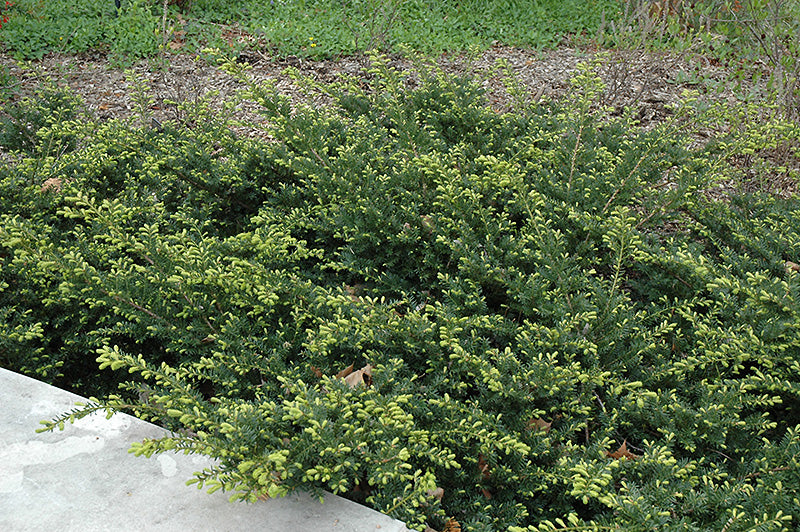 Yew-Everlow 5C