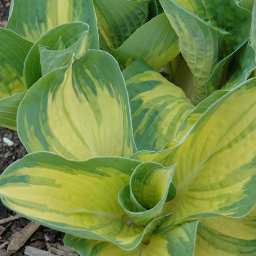 Hosta-Great Expectations 1C